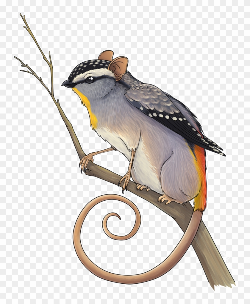 Pardalote Griffin By - White Crowned Sparrow Clipart #3285071