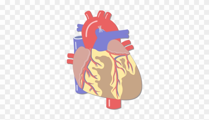 Unlabelled Image Of The Anterior Veiw Of The Major - Heart Major Blood Vessels Clipart #3285670