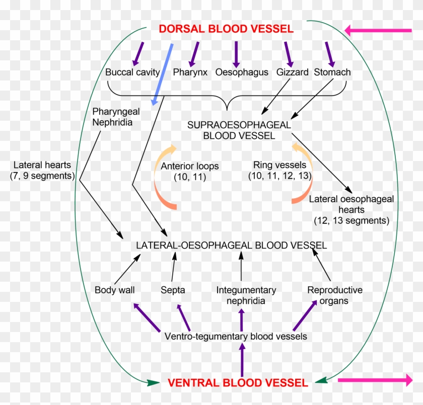 Earthworm Cirulatory System, Earthworm Blood Vessels, - Blood Vascular System Of Earthworm Clipart