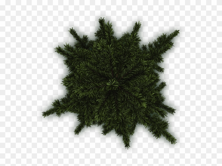 Tree Plan Texture Png - Pine Tree Png Plan Clipart #3288263