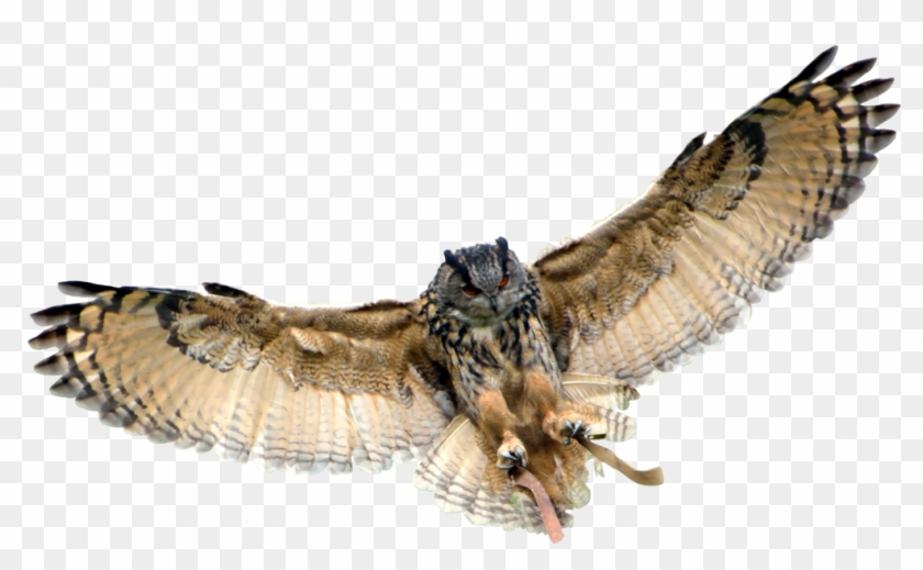 Owl Transparent Background Clipart