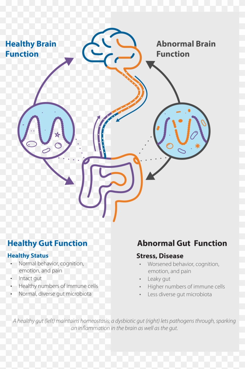 Brain Gut Graphic 2 1 Feedback - Psychobiotics Clipart #3289973