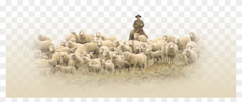 As A Spinoff Of The Historic Imperial Stock Ranch, - Herd Clipart #3291122