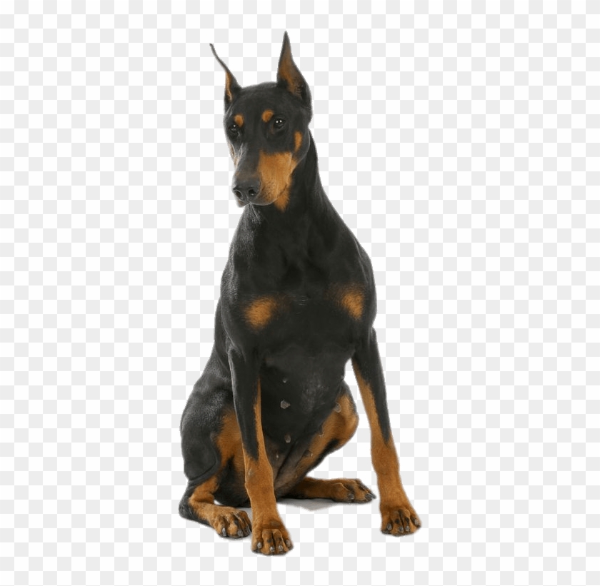 Animals - Dobermans - Doberman Png Clipart #3294771