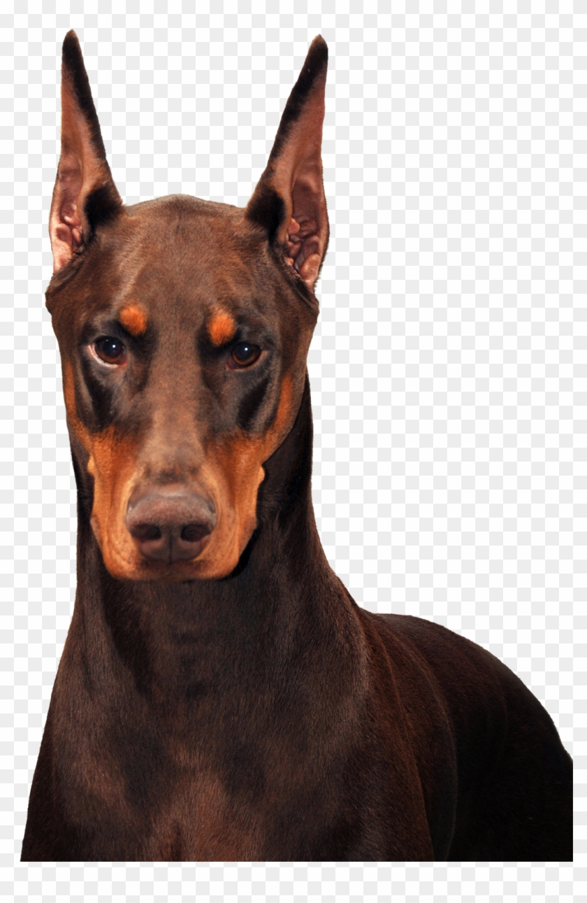 Schohaus Dobermans-envy - Beautiful Doberman Clipart #3294800