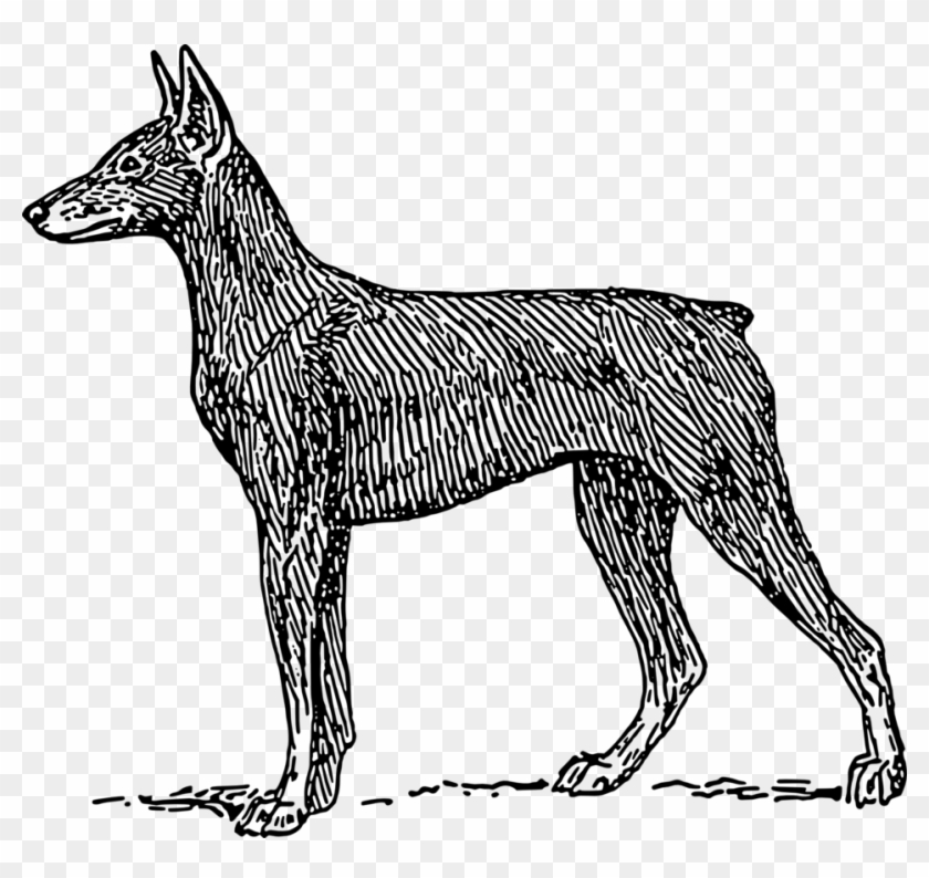 Doberman - Doberman Drawing Png Clipart