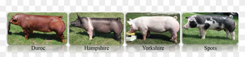 Interest Approach Engagement - Black Yorkshire Pig Clipart