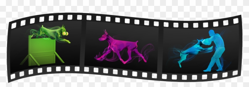 We Follow The Doberman Pinscher Club Of America And - Dog Clipart