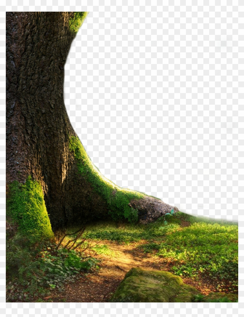 Nature Png Hd - Png Tree Full Hd Clipart #3294971