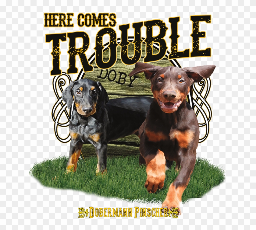 Here Comes Trouble Doberman - Dachshund Clipart #3295081