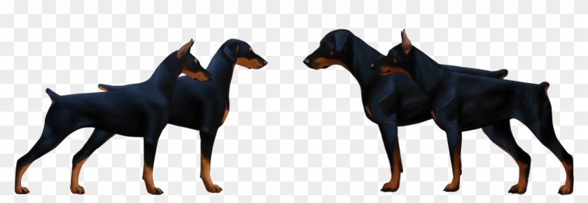 Dobermann Or Dobermann Pinscher - European Doberman Vs American Doberman Clipart