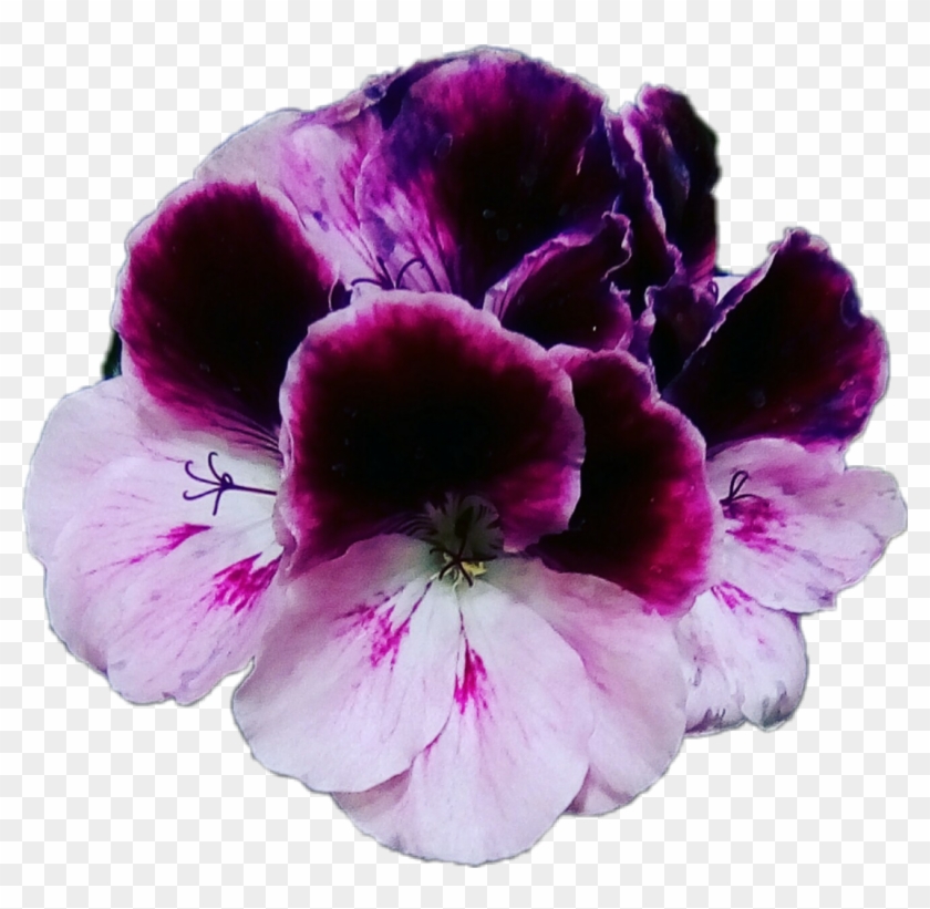 #flores #violet #violets #violetas #moradas #flowers - Dianthus Clipart #3299041