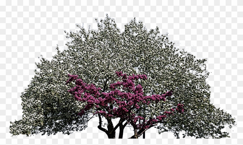 Heart Tree Clipart