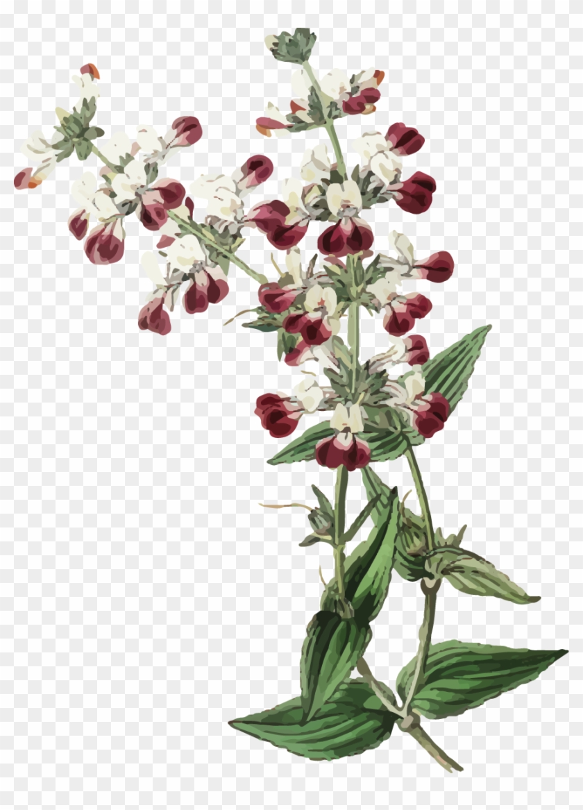 Gilliflower Clipart #3299335