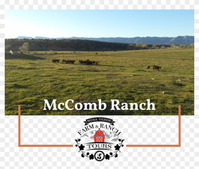 Grassland , Png Download - Grassland Clipart