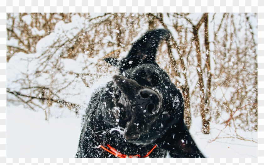 Fran - Cesca-crop - Snow Clipart