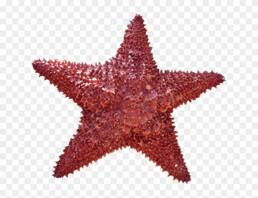 Starfish Png - Radial Symmetry Echinoderms Clipart