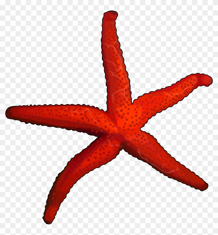 Estrella De Mar - Bintang Laut Png Clipart #337850