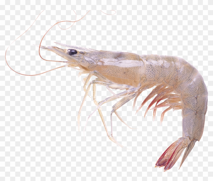 Shrimps Png - Live Shrimp Transparent Background Clipart #338037