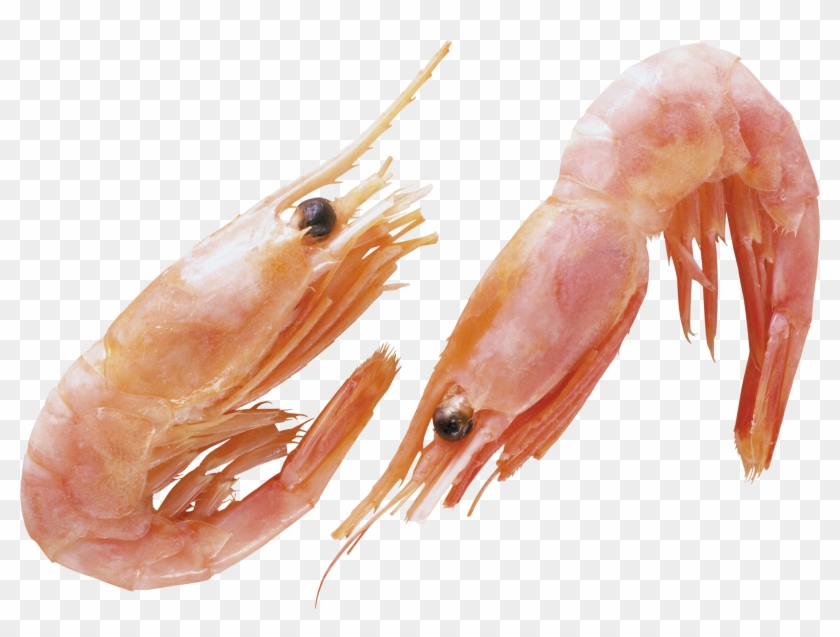 Shrimps Png Clipart #338139