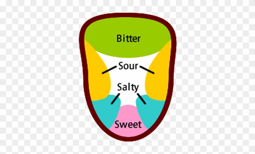 The Tongue Map Myth - Tongue Map Clipart
