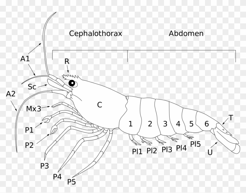 Open - Shrimp Anatomie Clipart #338481