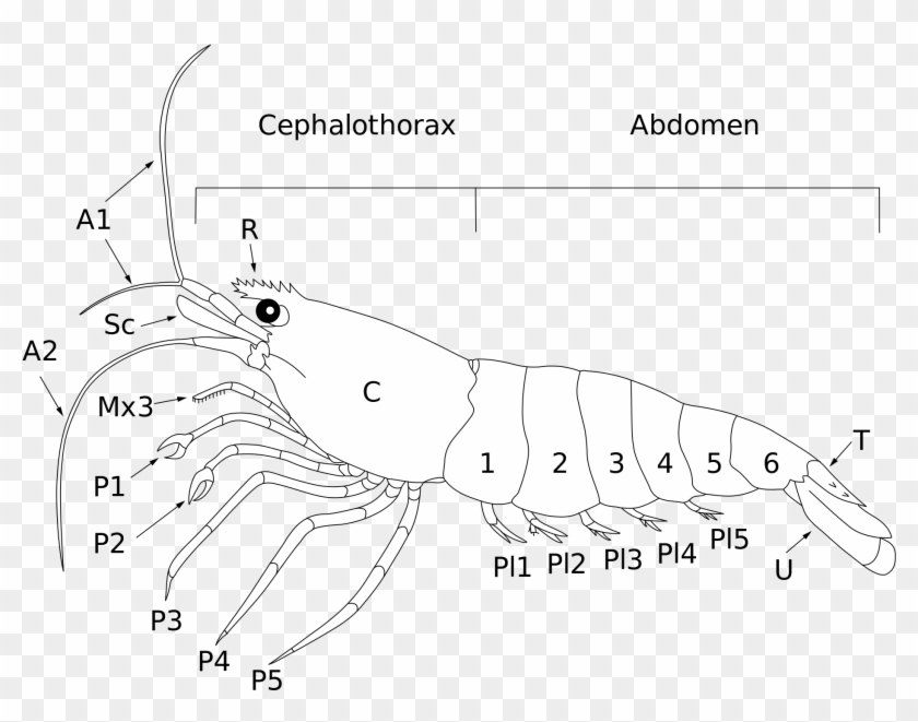 Open - Shrimp Anatomie Clipart