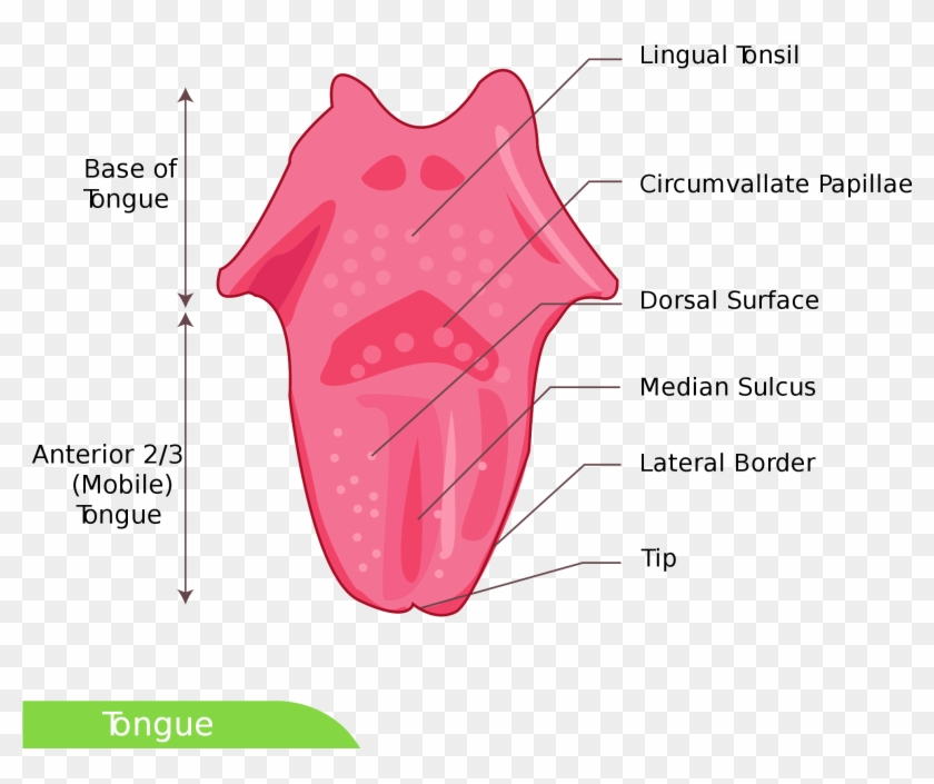 Open - Anterior Tongue Clipart