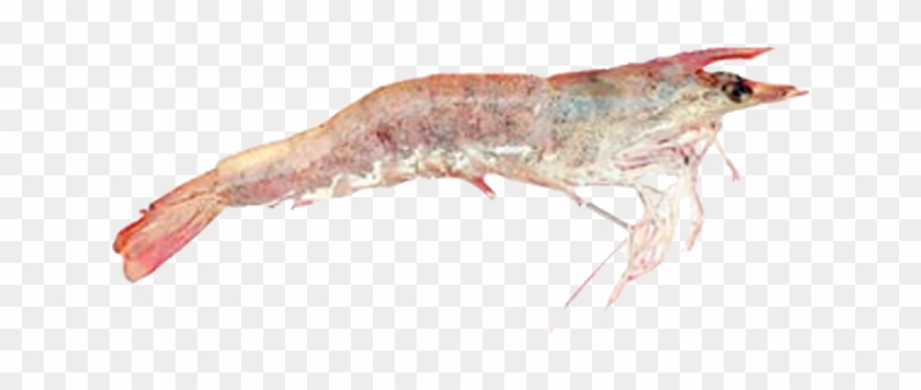 Frenchy's Key West Shrimp - Litopenaeus Setiferus Clipart #338644