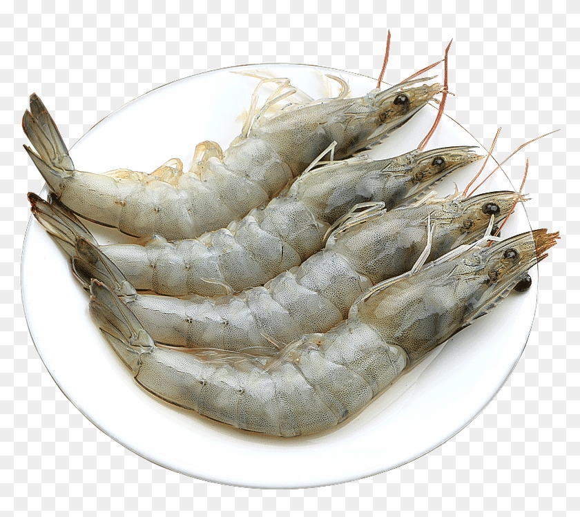 Shrimp Fresh Live Prawns Seafood Aquatic Products Qingdao - Whiteleg Shrimp Clipart #338840
