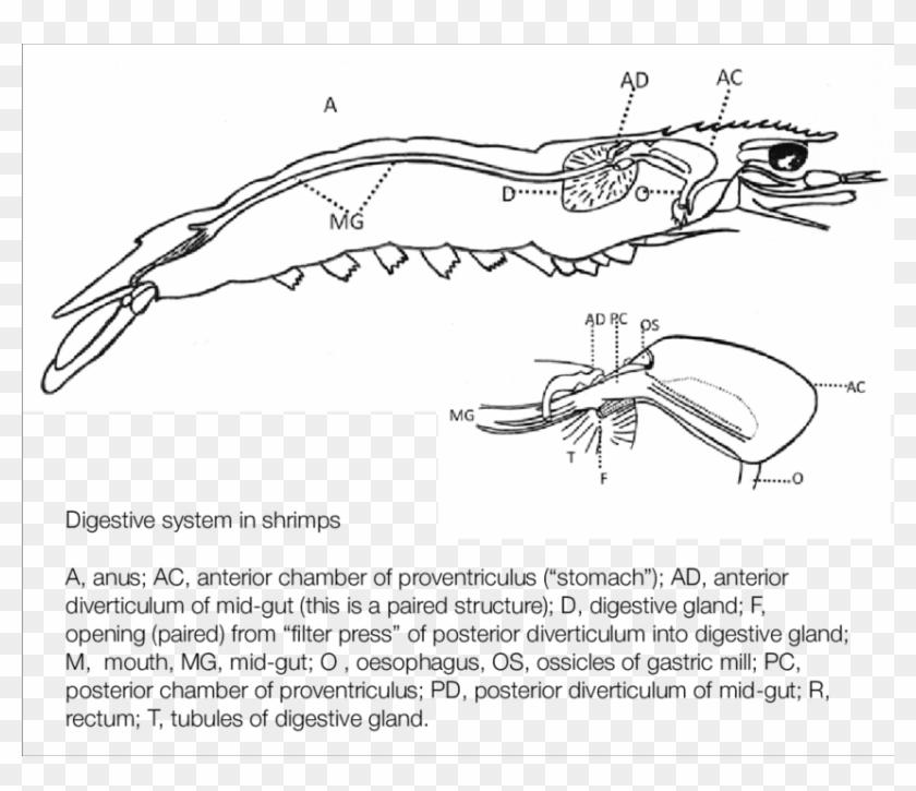 Digestive System In Shrimp - Shrimp Anatomy Digestive System Clipart