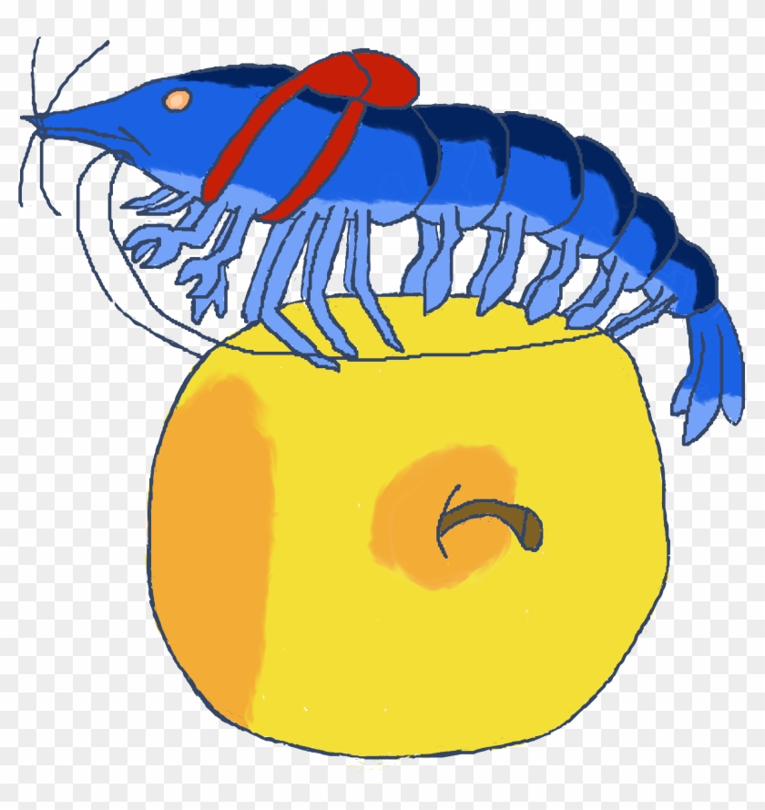 Back To School Shrimp Clipart
