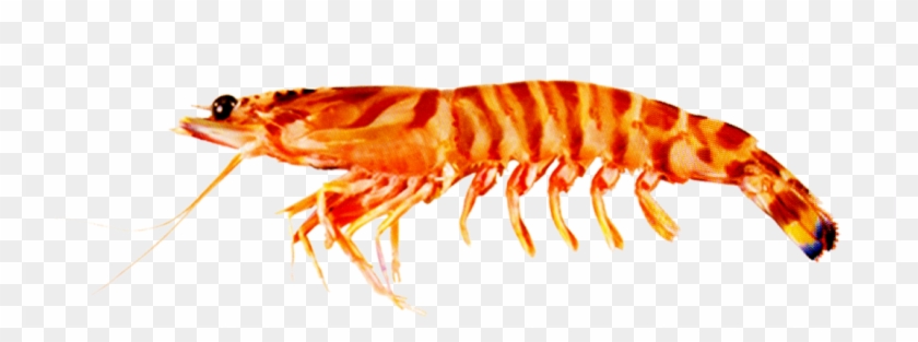 Products - Flower Prawn Clipart