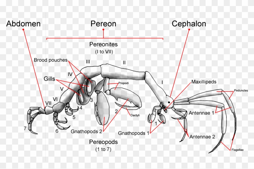 Generalized Caprellid Body Plan Anatomy - Parts Of A Mantis Shrimp Clipart #339630