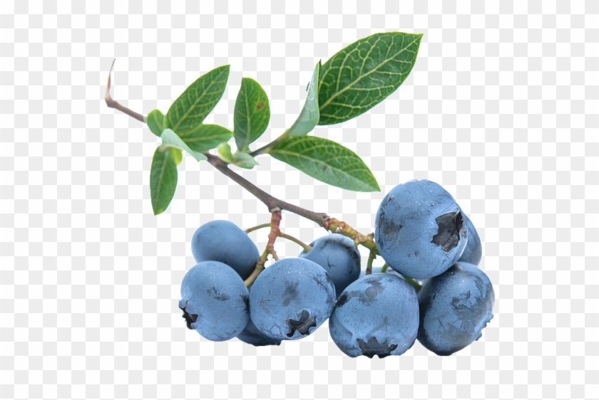 Blueberries Png - Free Png Blueberry Clipart #339711