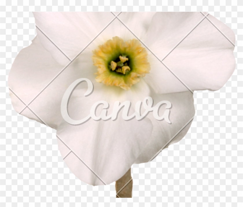 Green Flower Crown Transparent 57175 Loadtve - Artificial Flower Clipart #339738