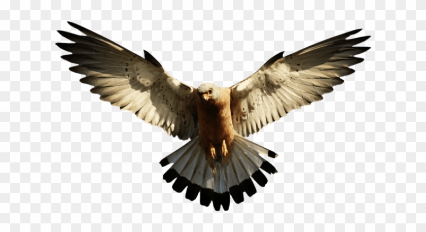 Cool Png Designs - Eagle Png Clipart