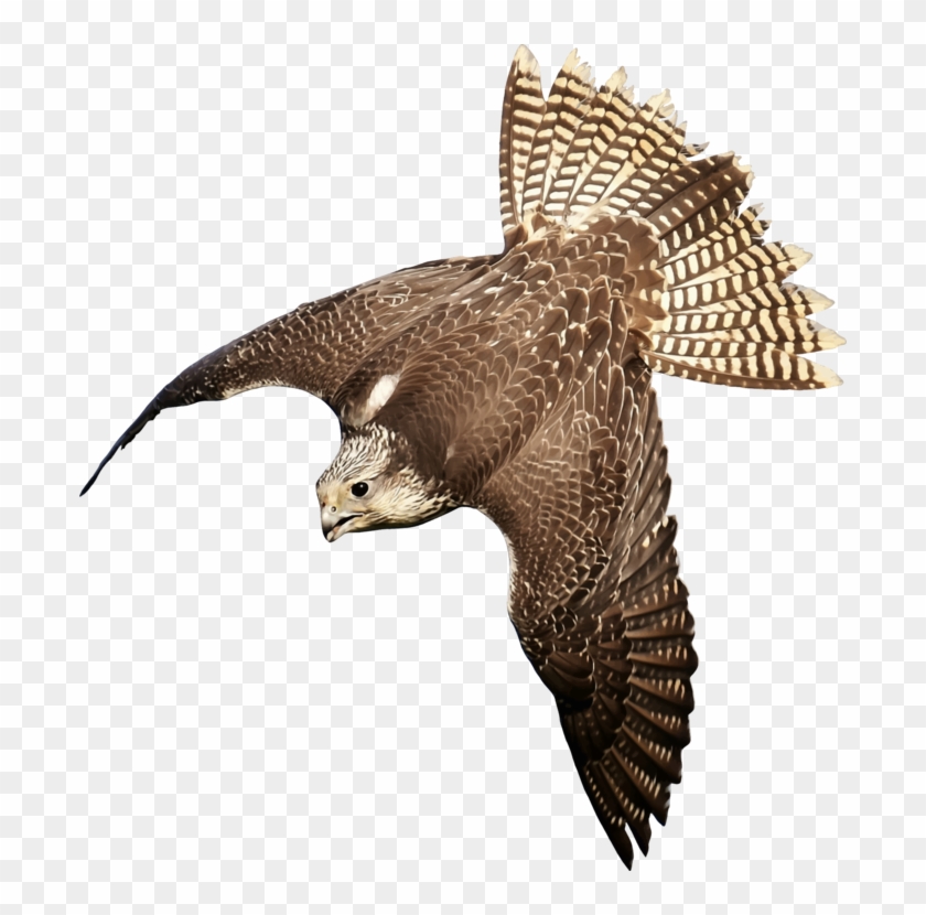 Hawk Bird Of Prey Eagle Falcon - Bird Of Prey Transparent Clipart