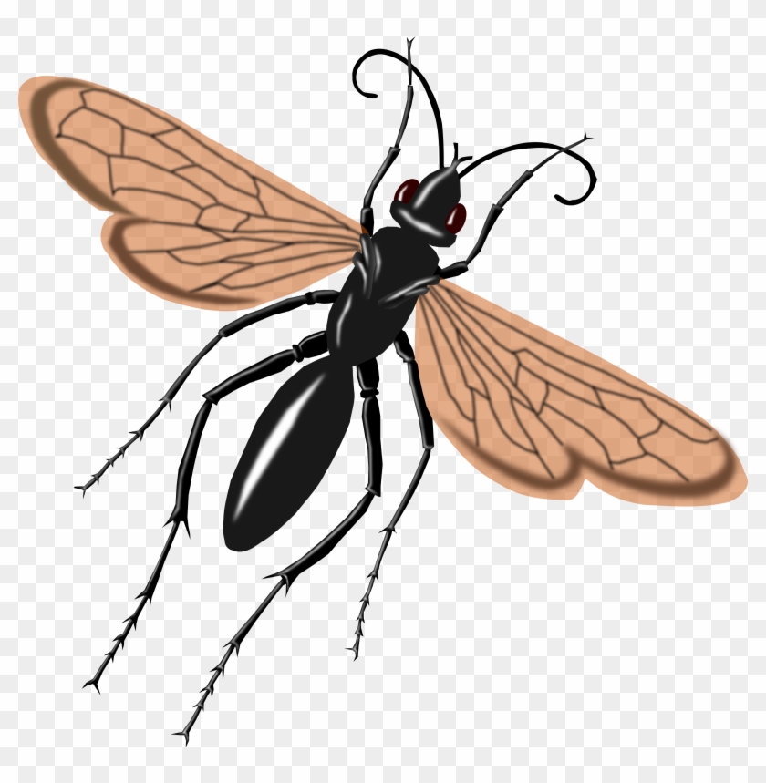 This Free Icons Png Design Of Tarantual Hawk Wasp Clipart #339925