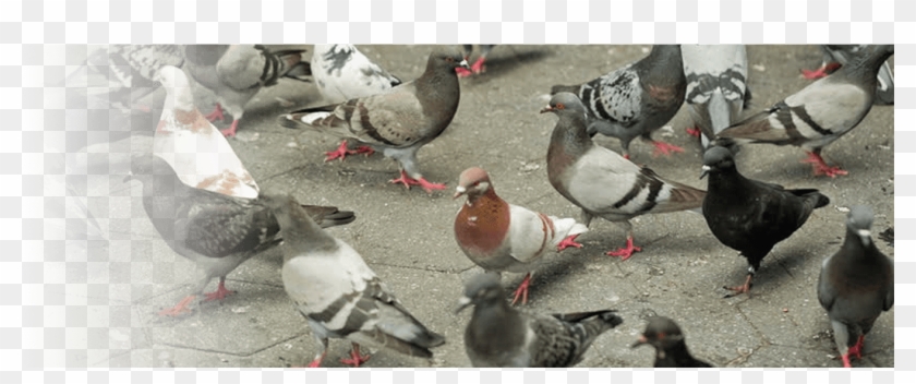 Can You Do Anything To Prevent A Bird Infestation - Pigeons Video Clipart #3300039