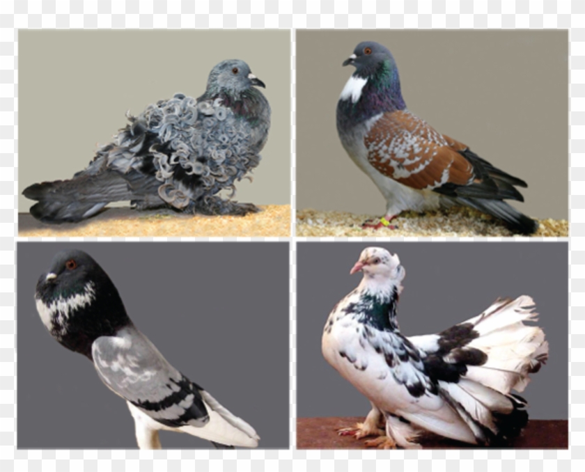 The Amazing Diversity Of Pigeons - Fancy Pigeon Clipart #3300116