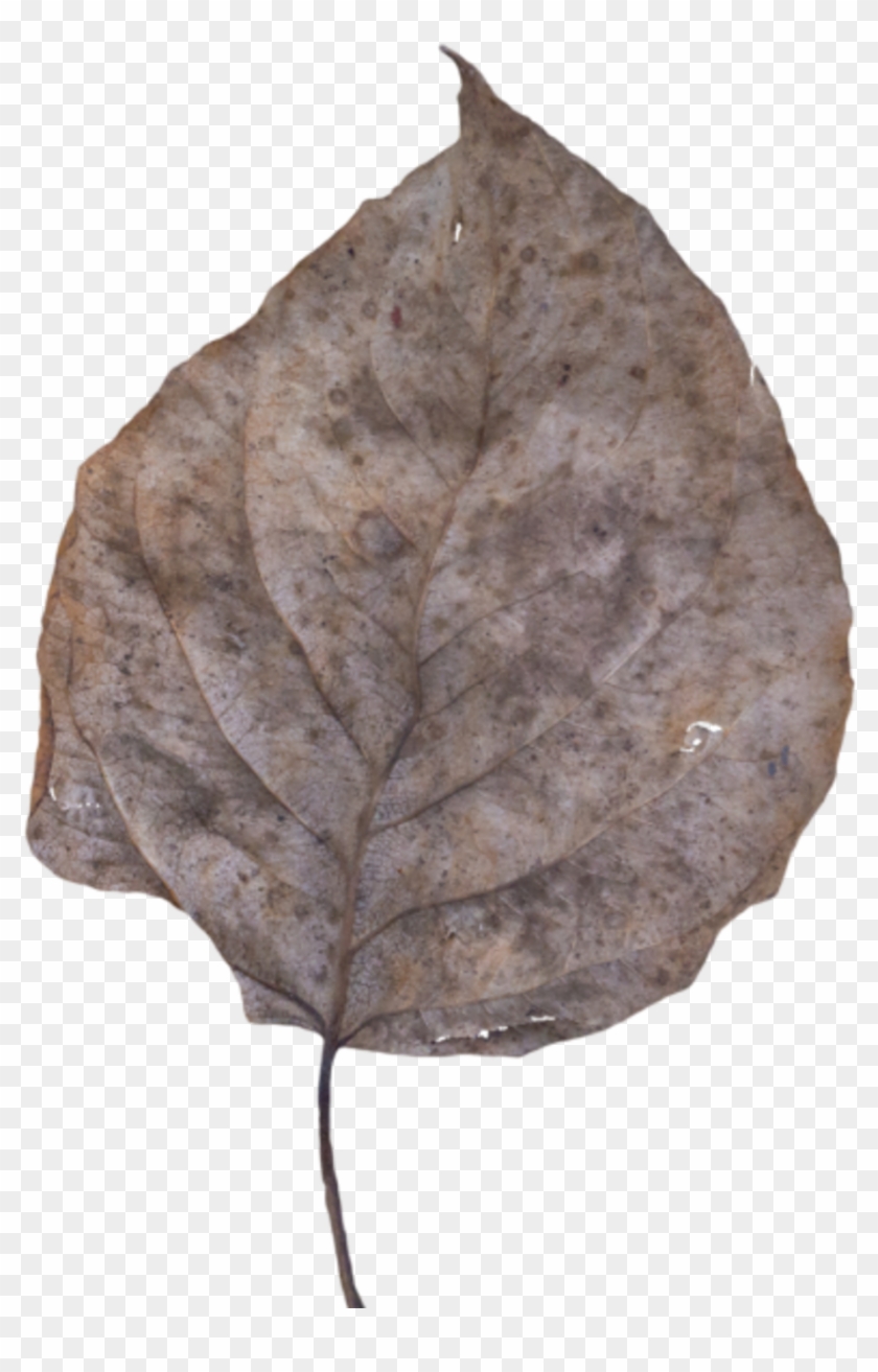 Leaf Fall Dead - Bay Laurel Clipart