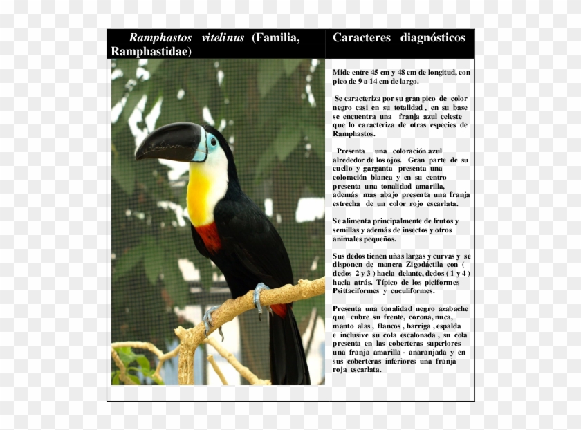 Docx - Toucan Clipart