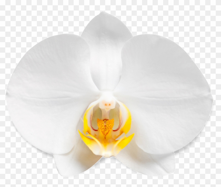 Learn Lua For Ios Game Development Clipart