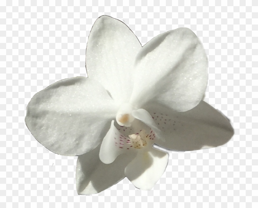 #flower #white #orchid #pretty #floral #plant #plats - Moth Orchid Clipart #3302731