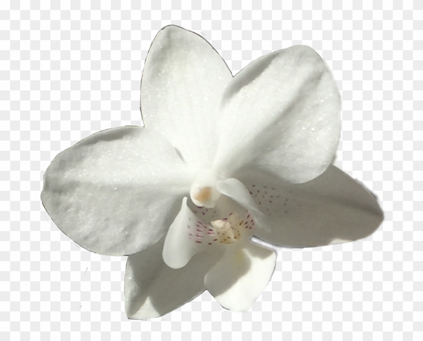 #flower #white #orchid #pretty #floral #plant #plats - Moth Orchid Clipart