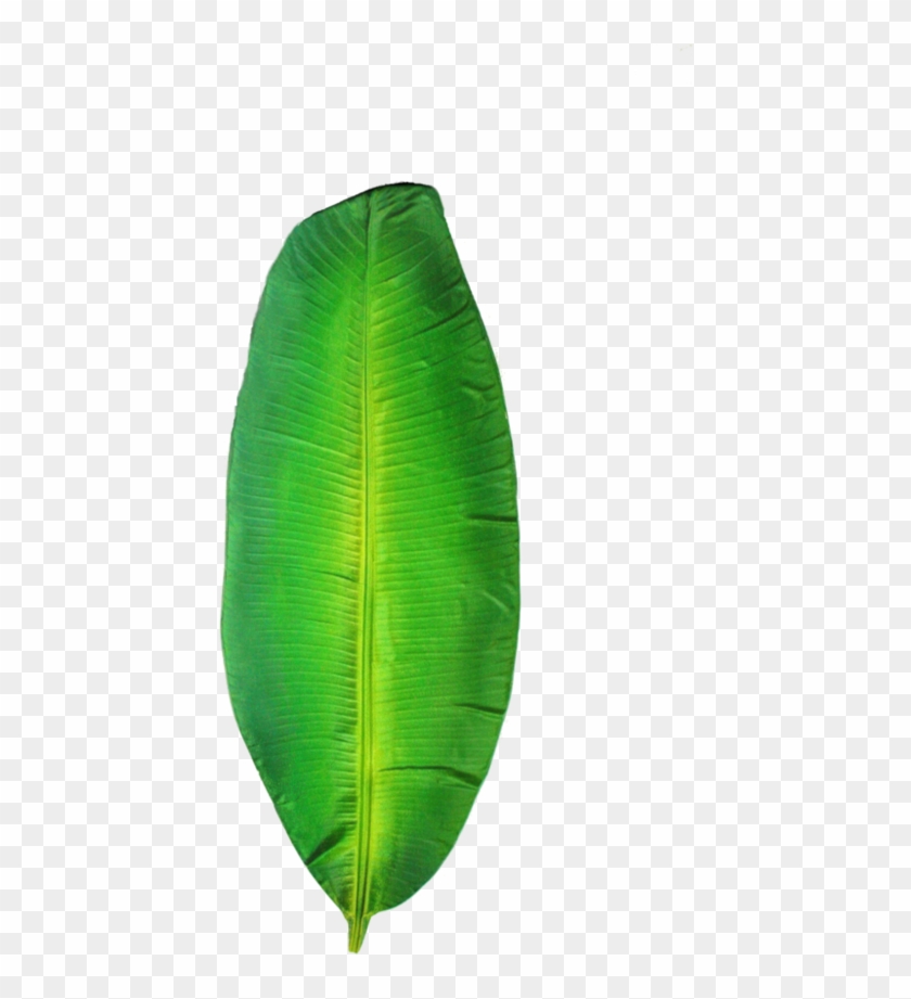 Folha De Bananeira Png - Ensete Clipart #3302800