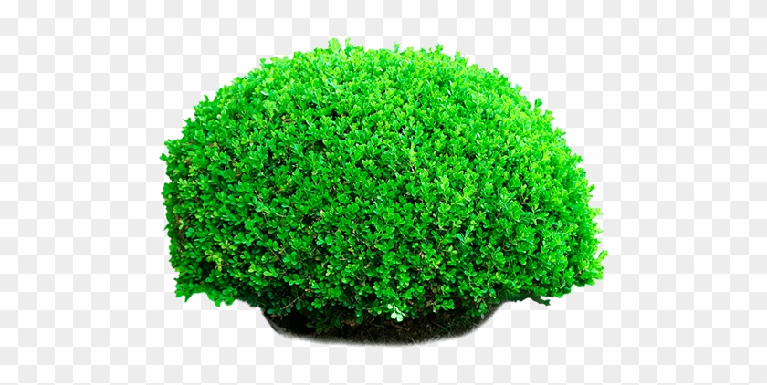 #green #bush - Glitter Clipart