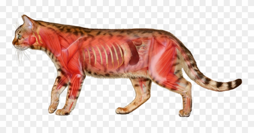 Los Perros Y Gatos Son Carnívoros - Cat Clipart