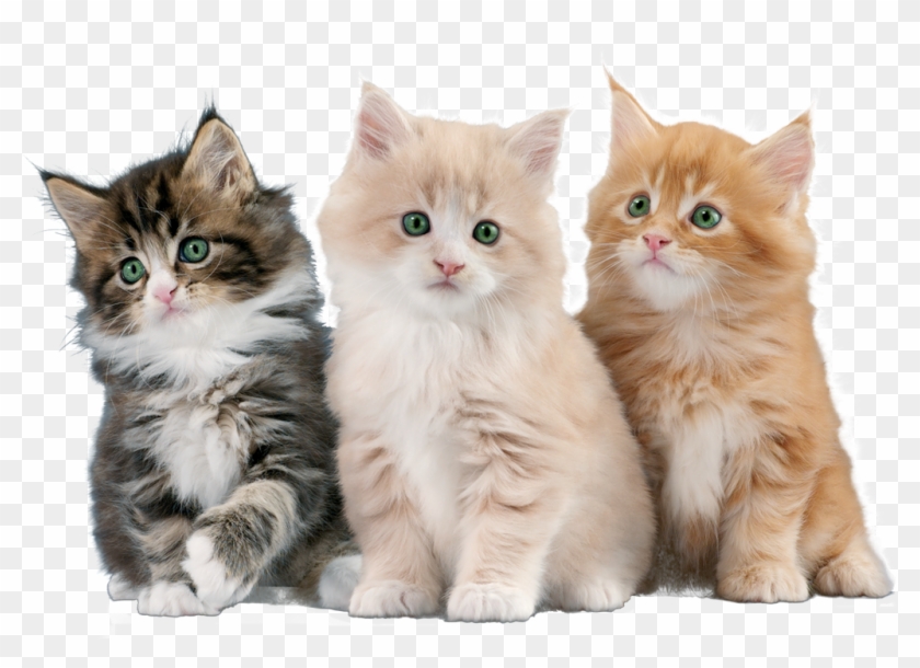 Gatos - Simpofel Clipart